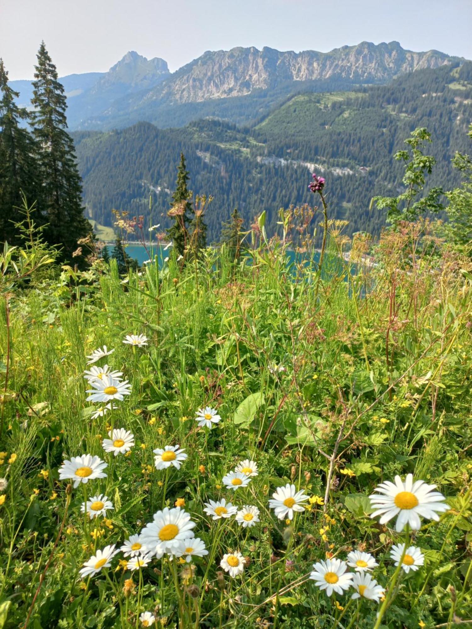 Am Schwand Appartement Grän Buitenkant foto
